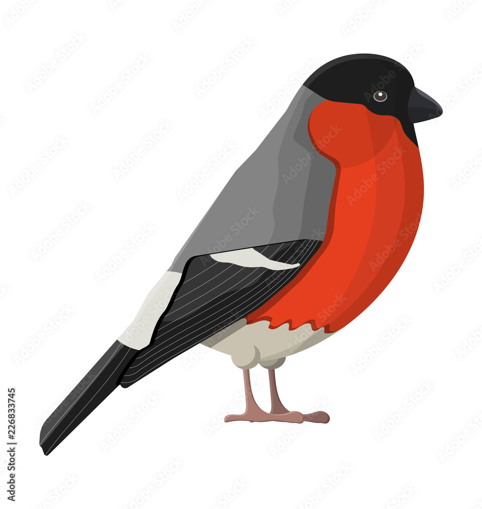 Fototapeta premium Bullfinch winter bird isolated on white background. Happy new year decoration. Merry christmas holiday. New year and xmas celebration. Vector illustration in flat style