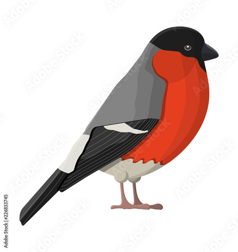 Bullfinch winter bird isolated on white background. Happy new year decoration. Merry christmas holiday. New year and xmas celebration. Vector illustration in flat style