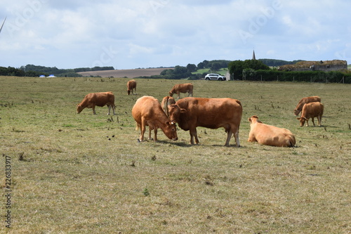 herd of cows grazing in field © ivan