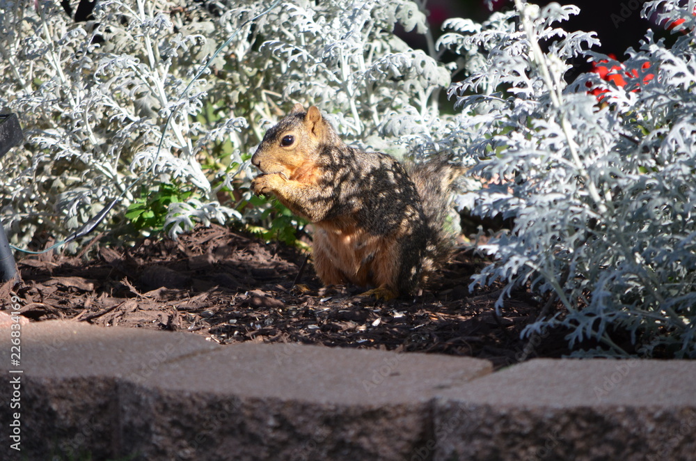Fototapeta premium Squirrel
