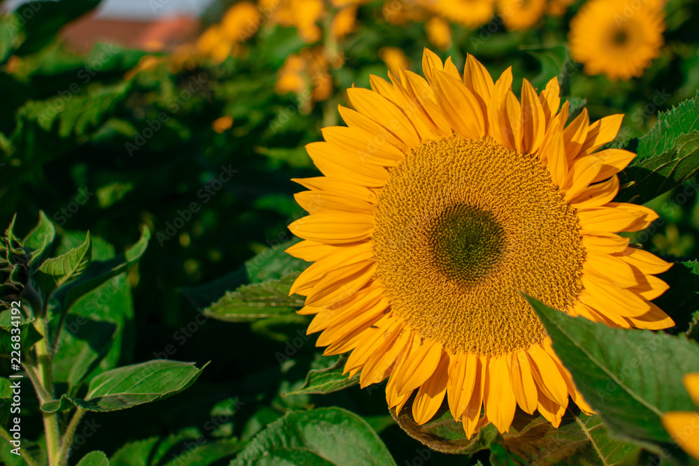 Obraz premium Sunflower in the evening Sun