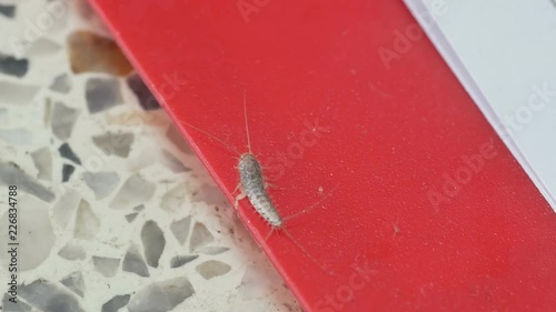 a silverfish is staying on the document folder photo