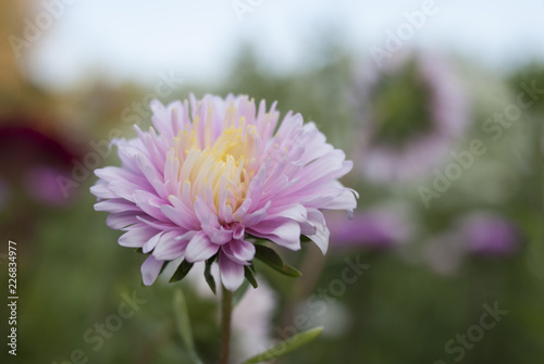  chrysanthemum on a blurred background