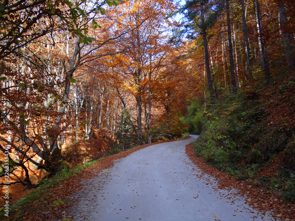 Lonely country road in forest at colorful autumn landscape