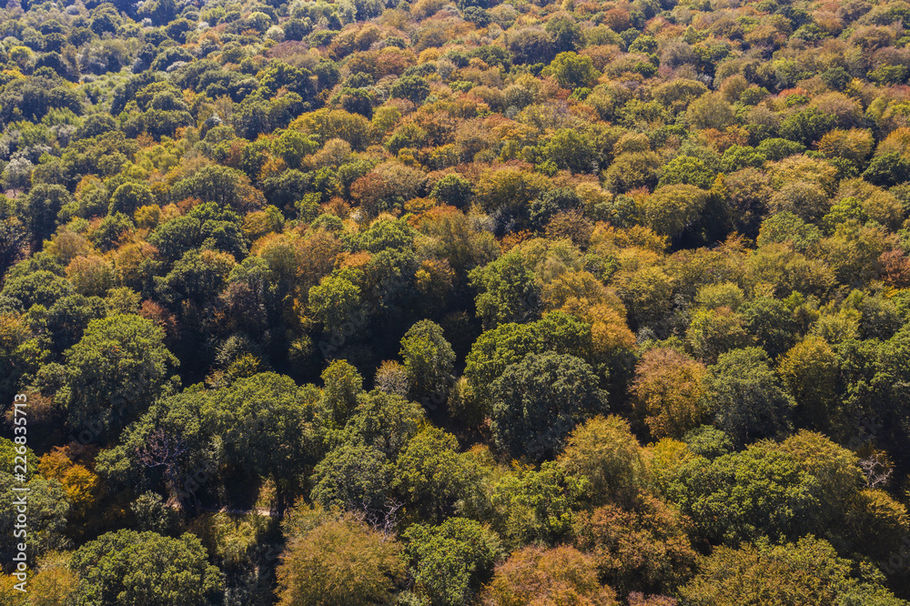 Autumn forest trees aerial drone photography Autumn forest trees aerial drone photography