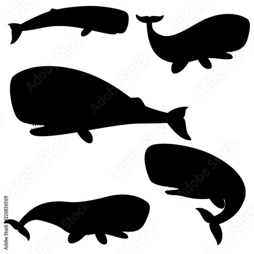 Set of silhouettes sperm whale on a white background. Vector illustration