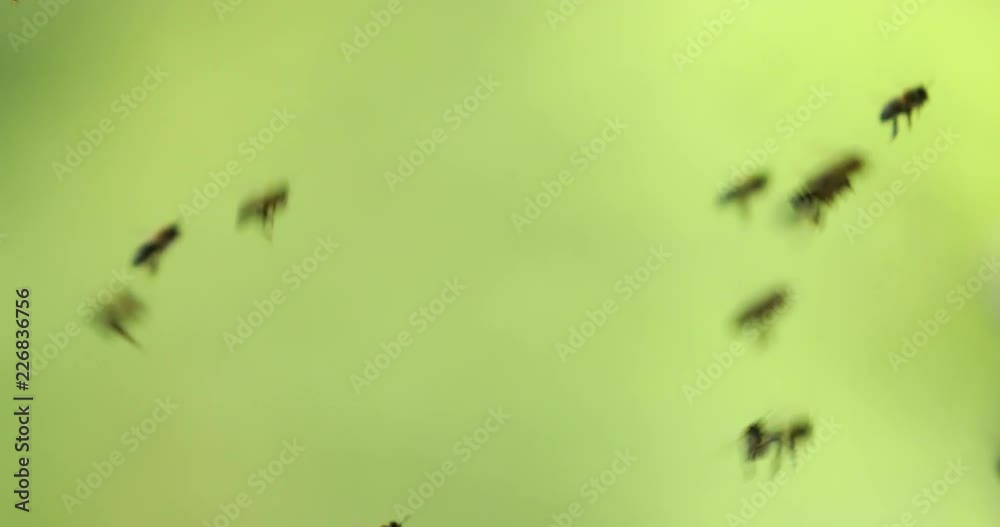 Flying bees gathering honey. Low dept of focus Flying bees gathering honey. Low dept of focus