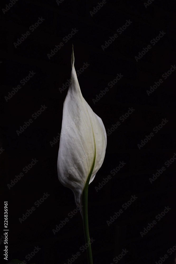 single white peace lily flower on dark background