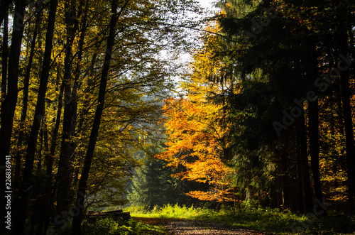A luminous autumn forest with colourful leaves and the sun shining through the trees.