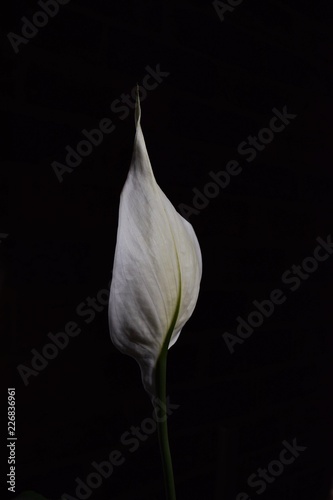 Obraz na płótnie single white peace lily flower on dark background w salonie