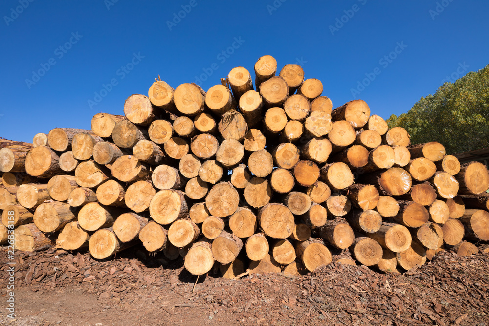 a pile of wooden logs, big trunks of tall trees cut, stacked outside in the sawmill, horizon with blue sky a pile of wooden logs, big trunks of tall trees cut, stacked outside in the sawmill, horizon with blue sky