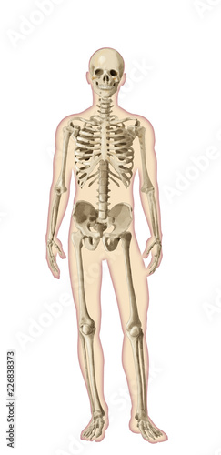 Digital watercolor human body anatomy