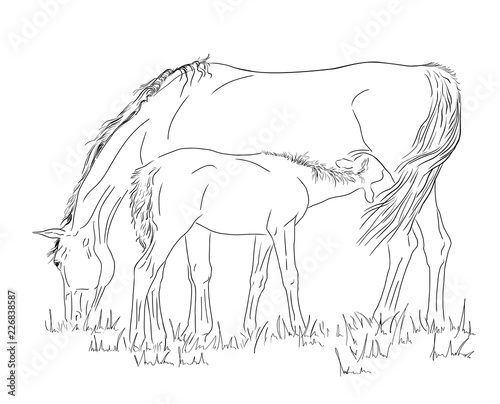 Mare and foal in the pasture.