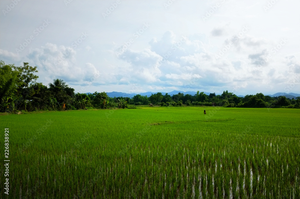 rice fields with hills and mountains in the background