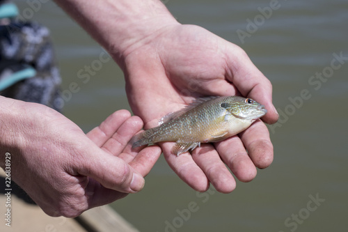 Fototapeta Naklejka Na Ścianę i Meble -  Caught a small fish