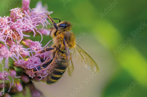 My dream lady - Small bee on a purple clover blossom in the evening sun