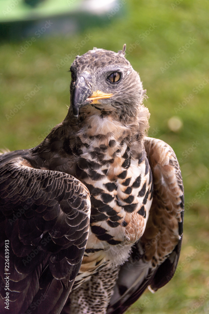 Naklejka premium Hawk