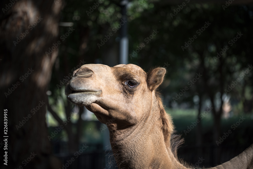 Fototapeta premium Portrait of Local Brown Camel, Abu Dhabi, UAE