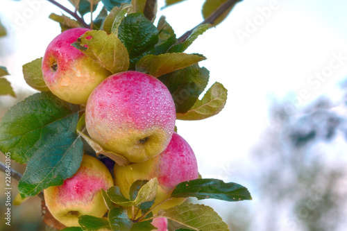 Red apple on the branch. Juicy apple in the garden. photo