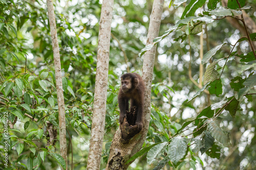 Wild monkey capuchin in the rainforest.
