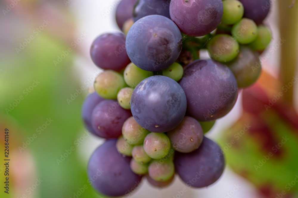 Grapes in nature