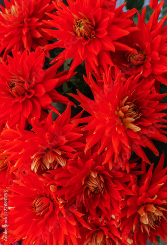 Fototapeta Naklejka Na Ścianę i Meble -  Beautiful red dahlias in the autumn garden in autumn.