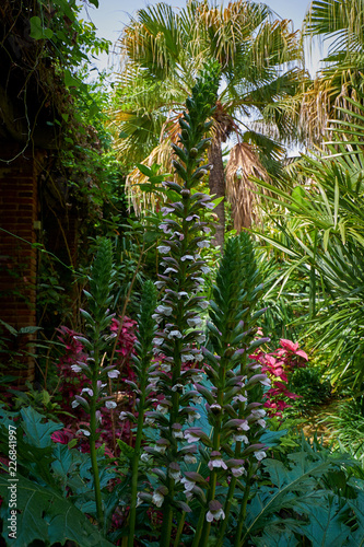 Fototapeta Naklejka Na Ścianę i Meble -  Marimurtra Botanical garden in Blanes, Catalonia.