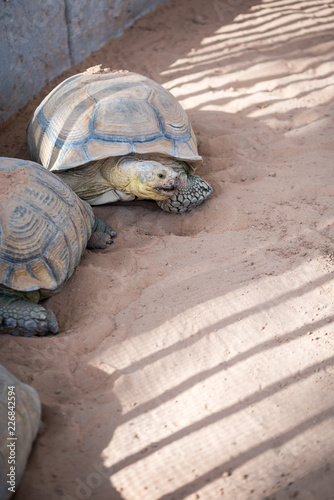 Portrait of Giant Tortise in the Park photo