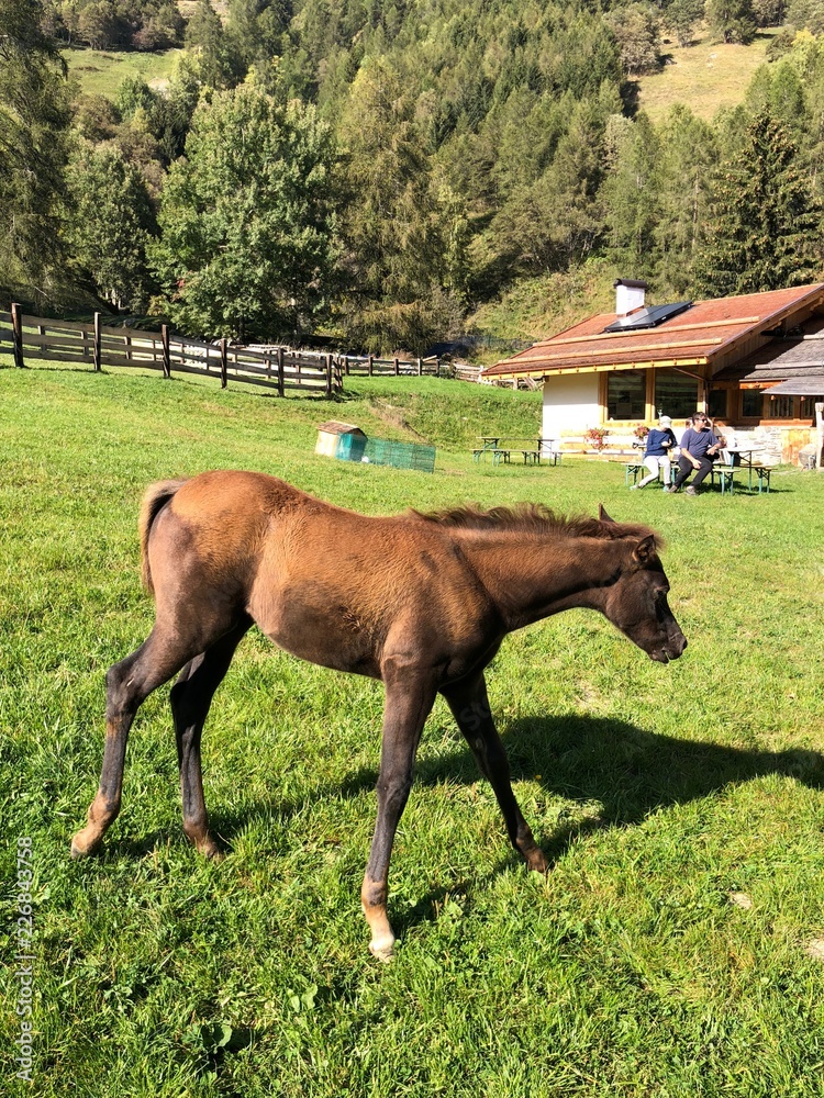 Naklejka premium cavallo