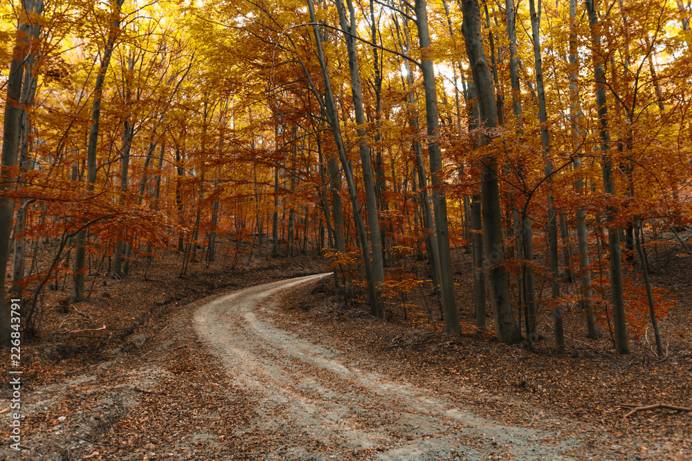 Obraz premium path in the autumn forest 