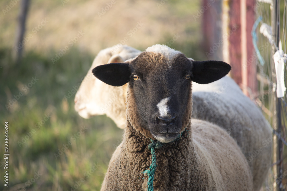 Close up of brown sheep with black face and white spot in nose looking attentively at camera. Cute and curious sheep.