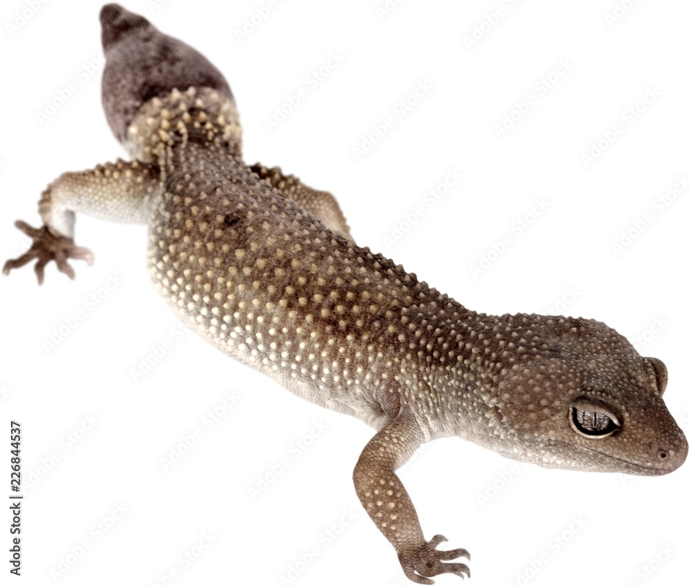 Naklejka premium Common House Gecko
