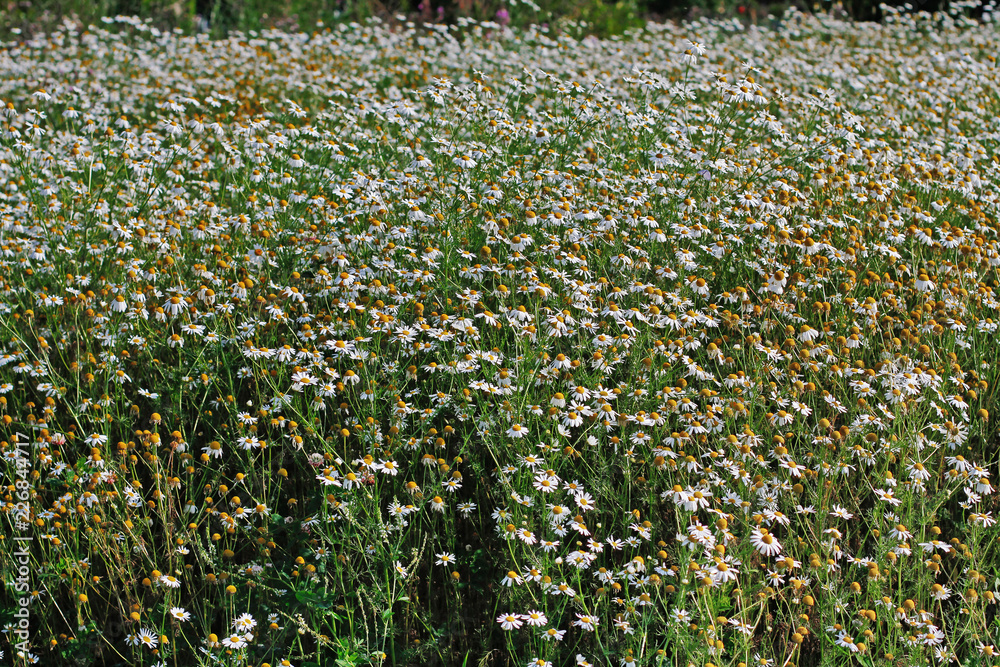 Obraz premium Wild camomile in the field as background or texture