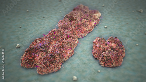 X and Y Chromosomes