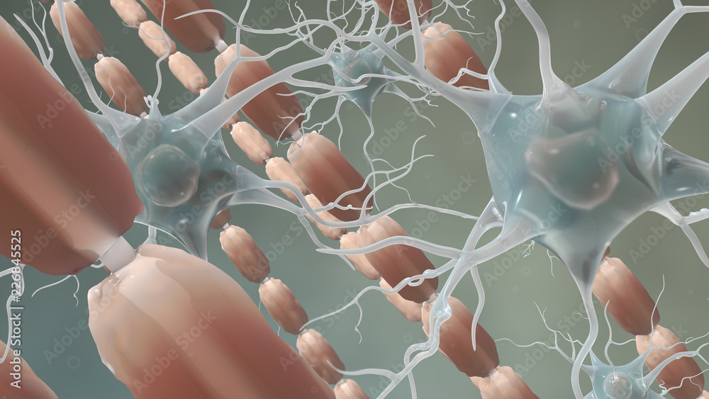 Myelin Sheath and neurons brain cells Stock Illustration | Adobe Stock