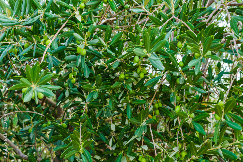 Green olives on olive branches, against a blue sky Green olives on olive branches, against a blue sky