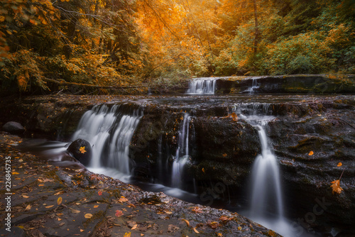 Fototapeta Naklejka Na Ścianę i Meble -  Autumn in the Siuslaw Forest, Oregon