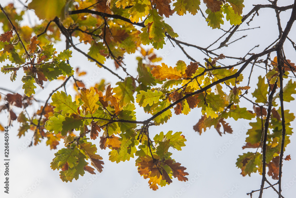 Background of the beautiful autumn leaves on the oak tree Background of the beautiful autumn leaves on the oak tree