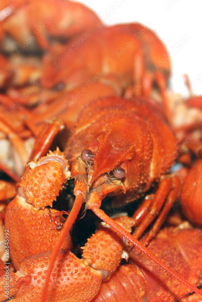 Boiled crayfish on a white background Boiled crayfish on a white background