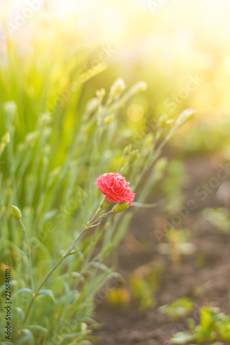 Flower in a spring garden at sunrise 