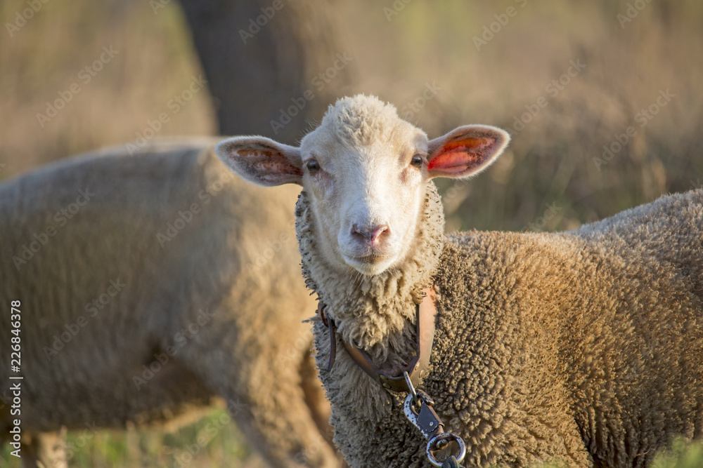 Obraz premium Curious young white sheep on leash looking directly at camera. Cute sheep with friendly face. Shallow depth of field.