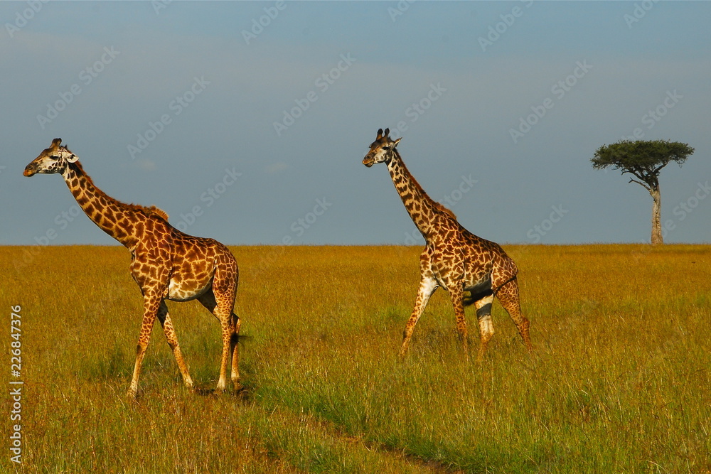 Obraz premium Giraffes 