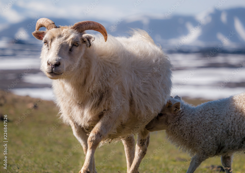 Fototapeta premium Iceland sheep