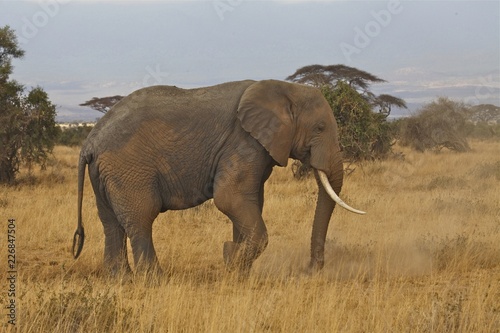 Bull Elephant