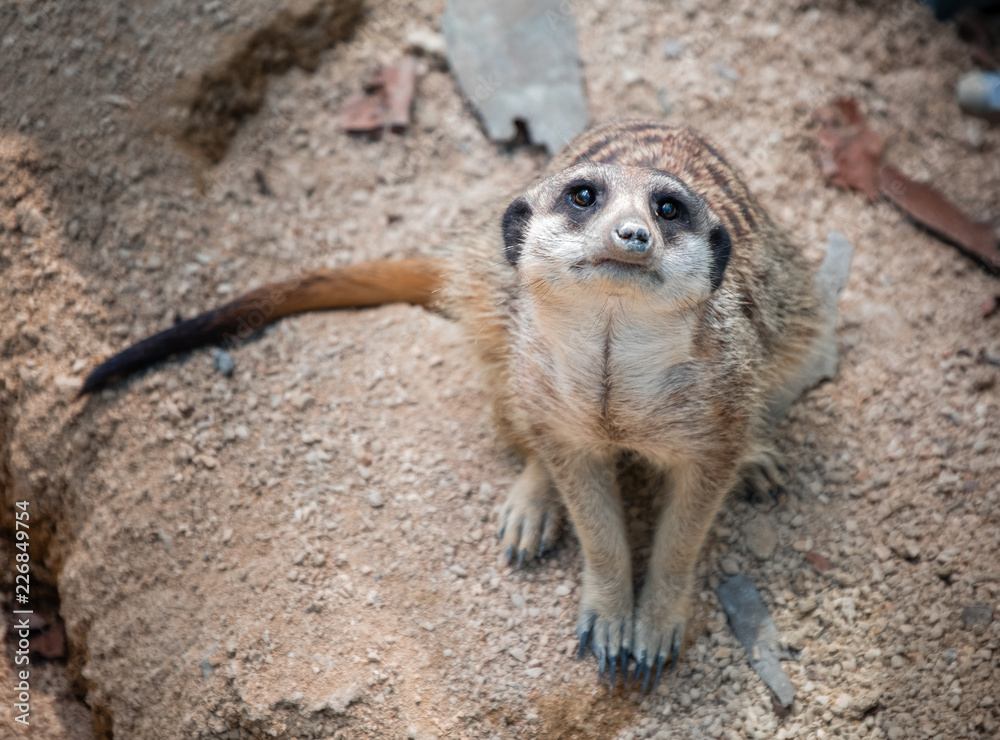 Fototapeta premium lonely meerkat