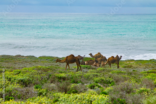 A herd of camels in a pasture on the shores of the Atlantic Ocean. Africa Morocco Agadir