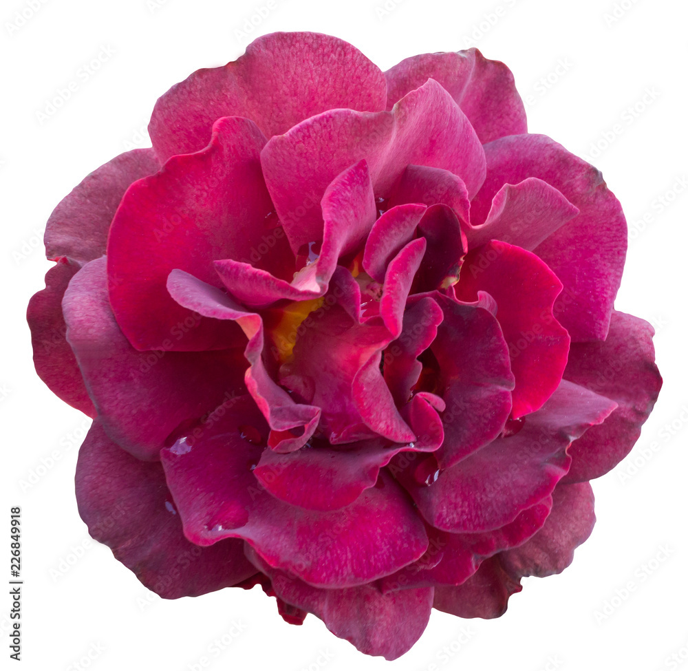 Burgundy Rose Isolated on white background Burgundy Rose Isolated on white background