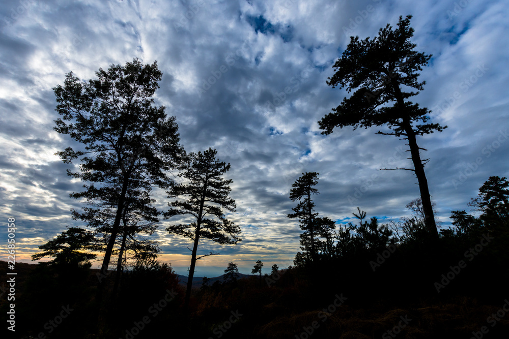 Obraz premium The Mountain Trees of Michaux State Forest in Pennsylvania in Fall