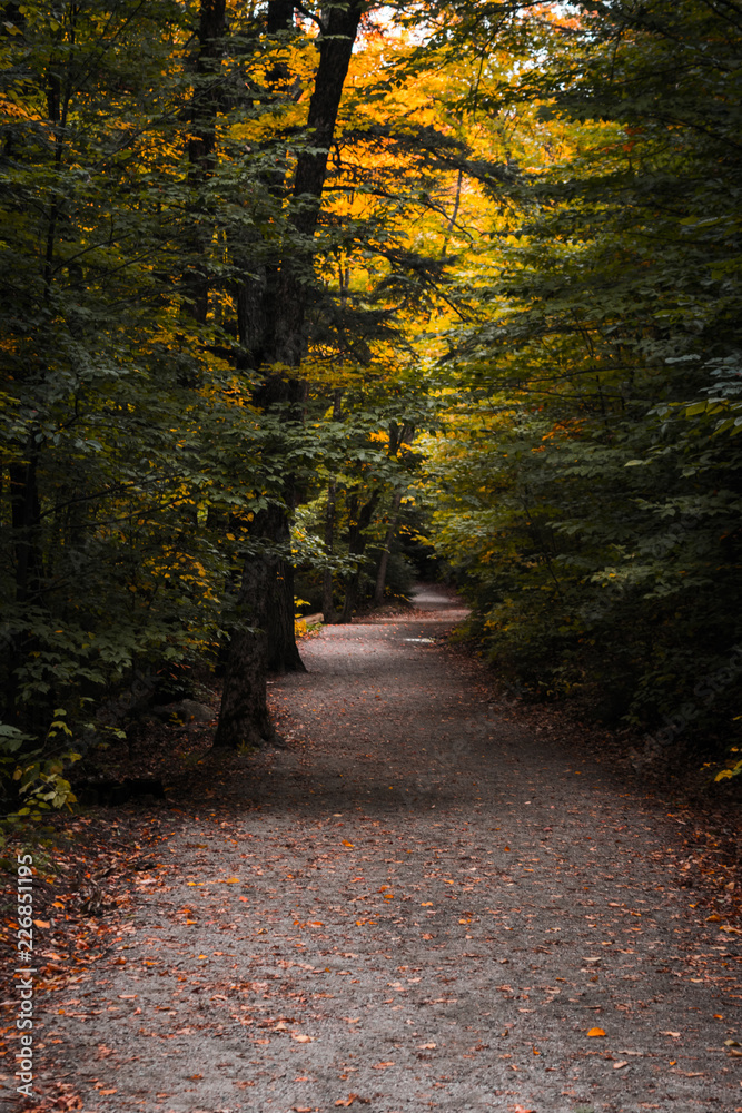Fototapeta premium road in the forest during the autumn