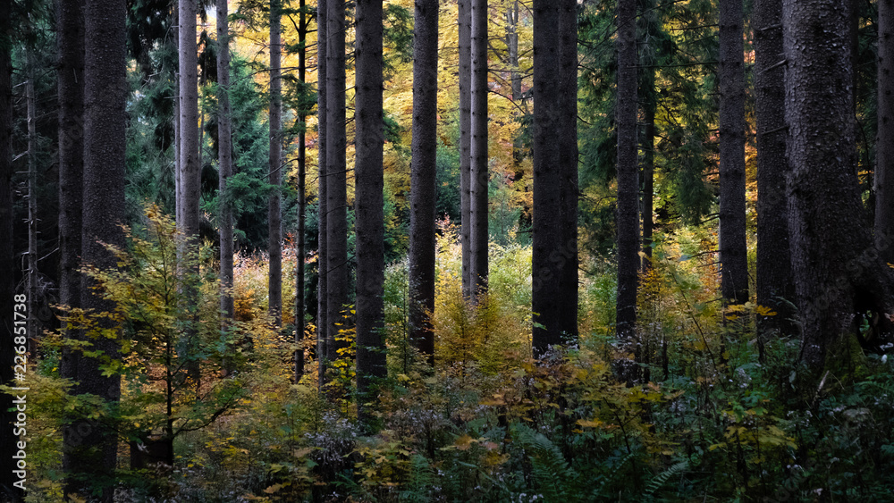 autumn woods